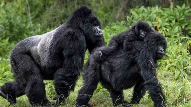 The best Gorilla tracking destinations in Africa, Uganda and Rwanda - Offered by Tanzi Safaris UGANDA