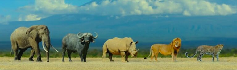 Tanzi safaris Africa Big five safari pACKAGE